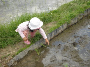田植手伝い (1)