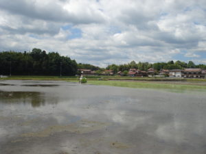 田園 (田植)