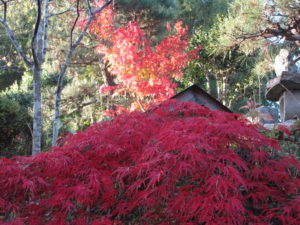 庭の紅葉