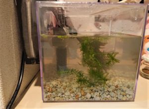 line_oa_chat_200629_080607