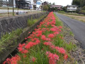 LINE_ALBUM_彼岸花 満開です。_210924
